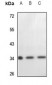 Anti-Cytochrome c1 Antibody